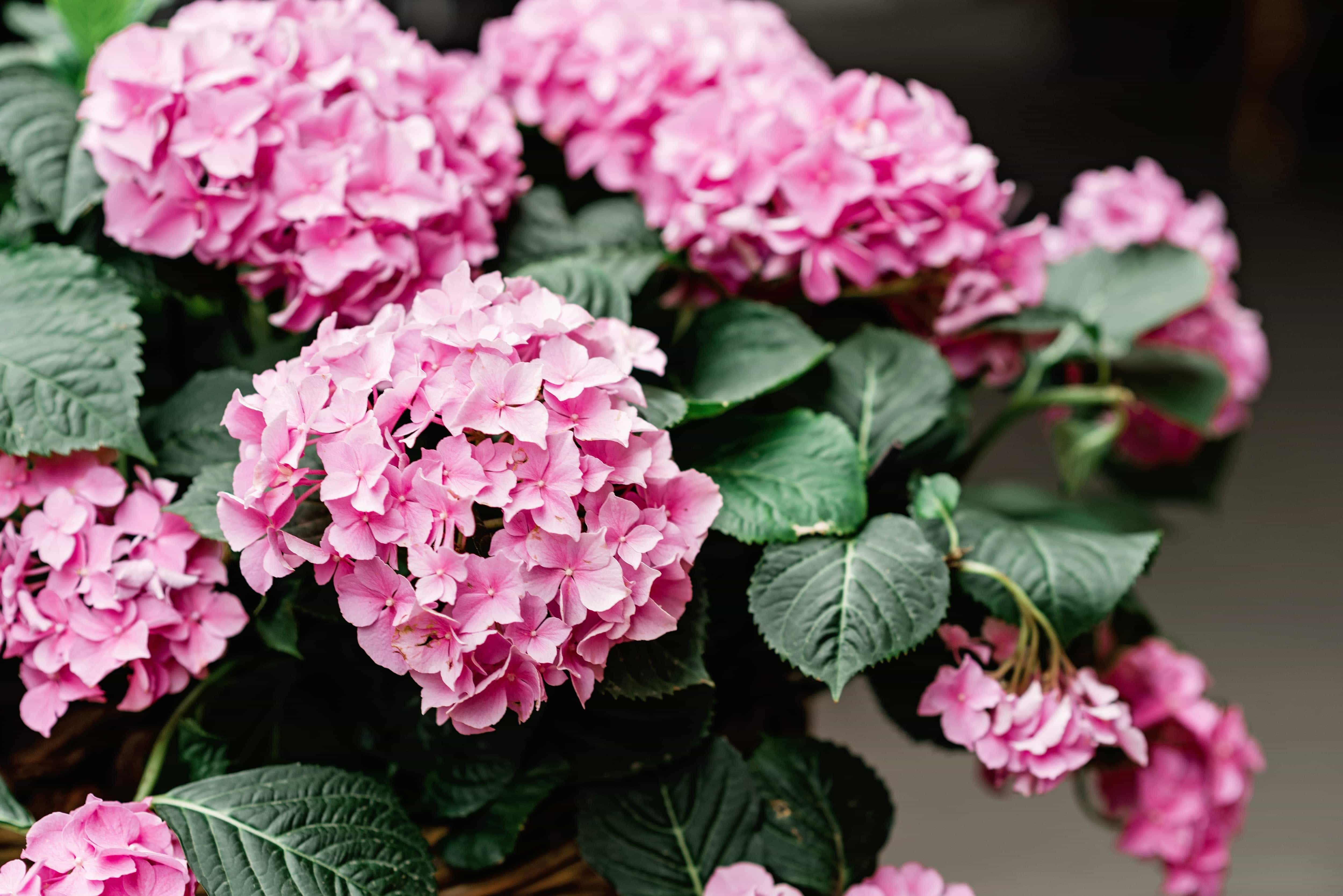 Pink hydrangeas in a wicker basket, showcasing yard clean-up results