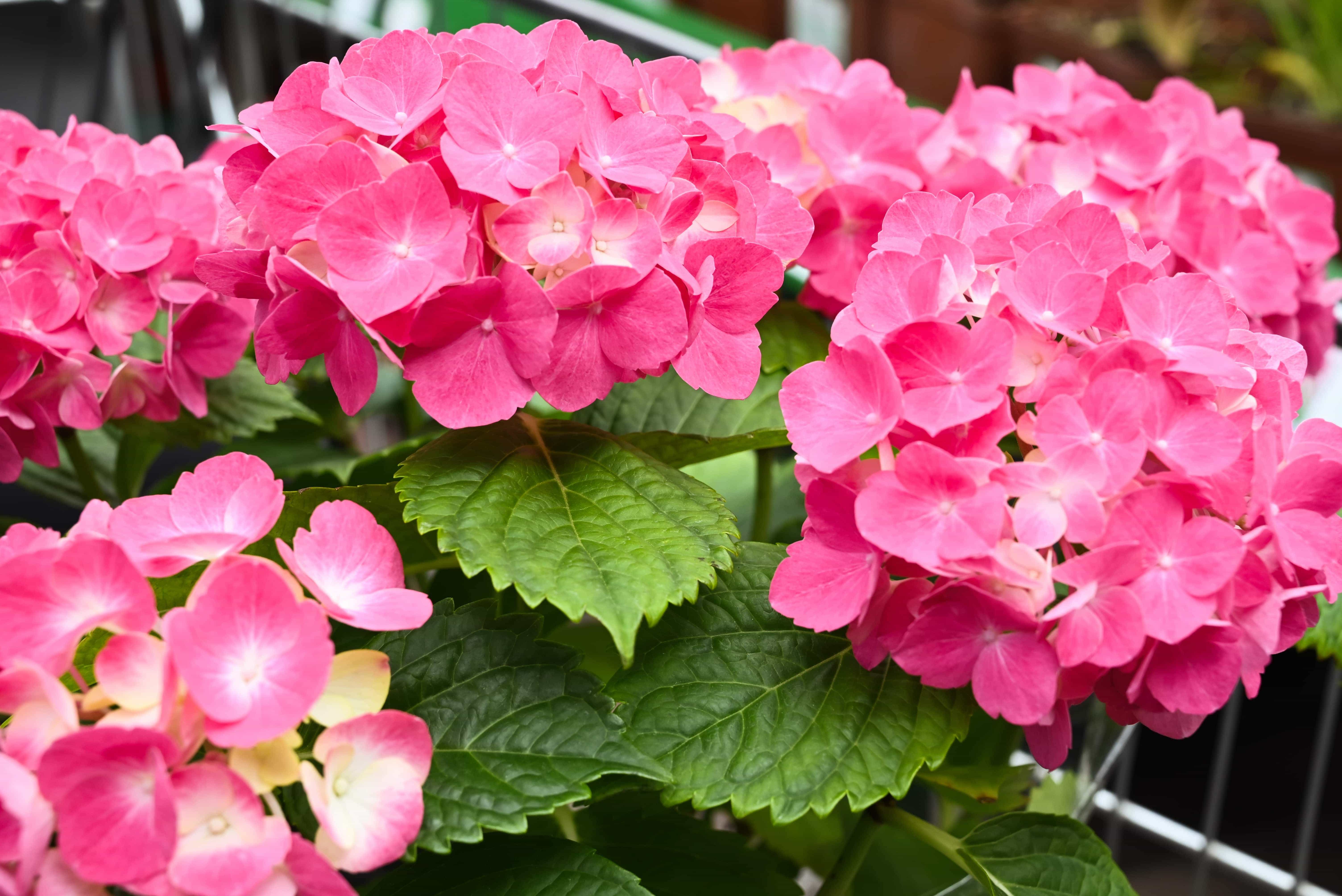 A gardener tending to colorful plants in a vibrant garden.